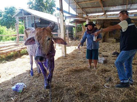 องค์การบริหารส่วนตำบลละหานทรายร่วมกับปศุสัตว์อำเภอละหานทราย ลงพื