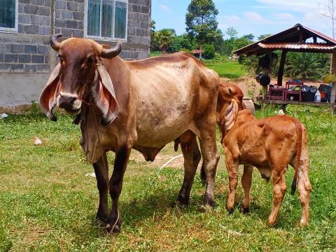 วันที่ 16-18 มิถุนายน 2564 ลงพื้นที่สำรวจโรคระบาดลัมปี สกิน เพื่