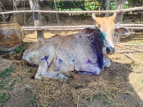 วันที่ 16-18 มิถุนายน 2564 ลงพื้นที่สำรวจโรคระบาดลัมปี สกิน เพื่