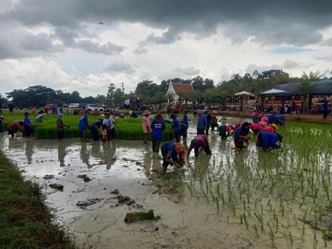 ดำนาวิถีชุมชนวัดป่าละหานทราย ประจำปีงบประมาณ 2566