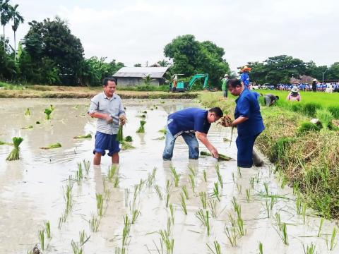 ดำนาวิถีชุมชนวัดป่าละหานทราย ประจำปีงบประมาณ 2566