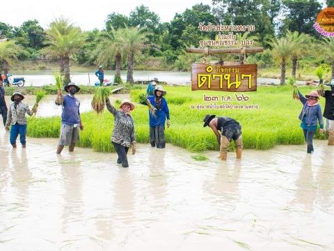 ดำนาวิถีชุมชนวัดป่าละหานทราย ประจำปีงบประมาณ 2566