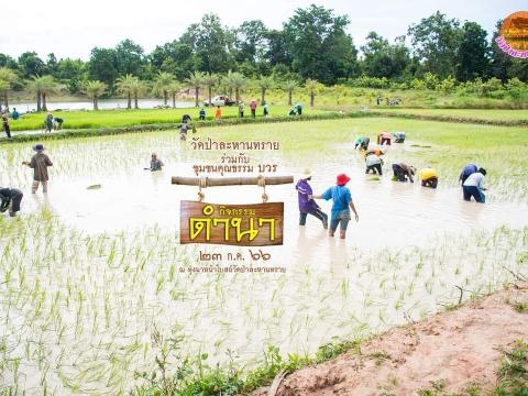 ดำนาวิถีชุมชนวัดป่าละหานทราย ประจำปีงบประมาณ 2566