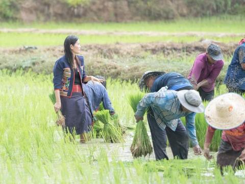ดำนาวิถีชุมชนวัดป่าละหานทราย ประจำปีงบประมาณ 2566