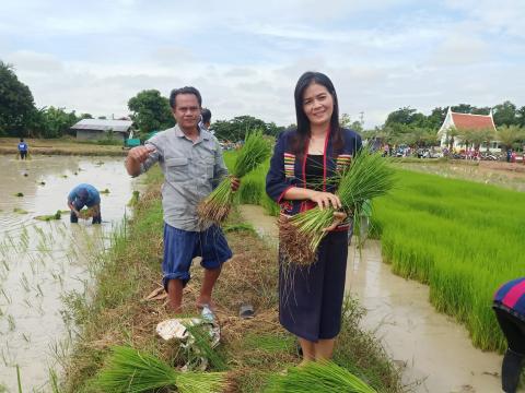 ดำนาวิถีชุมชนวัดป่าละหานทราย ประจำปีงบประมาณ 2566
