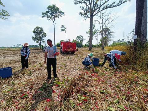 ภารกิจเก็บดอกสะแบง