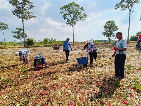 ภารกิจเก็บดอกสะแบง