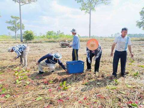 ภารกิจเก็บดอกสะแบง